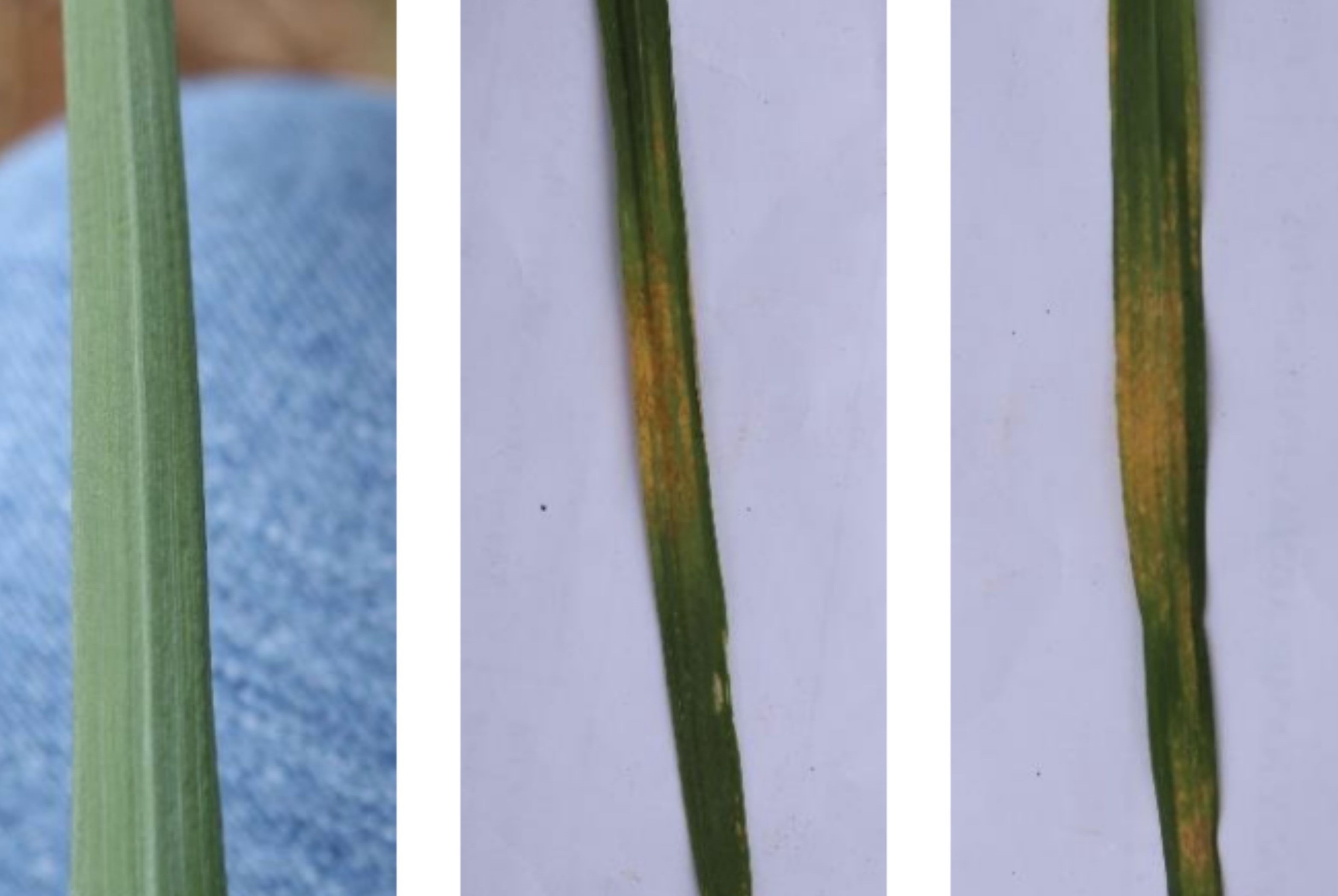 RustLens - Image Processing for Wheat Analysis